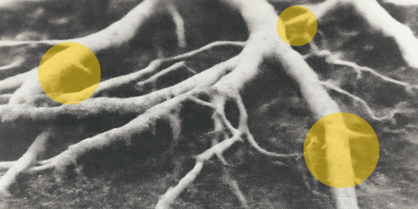 A high-contrast black-and-white photograph of tree roots spreading across the forest floor, with a grainy, textured effect resembling a halftone print. Three semi-transparent yellow circles are overlaid on the image—one near the upper right, one in the center-left, and one lower right—highlighting specific sections of the roots.