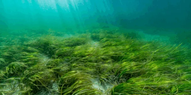 Una imatge de molsa al fons de l'oceà arrossegada pel corrent d'aigua, amb una llum brillant que brilla des de dalt.