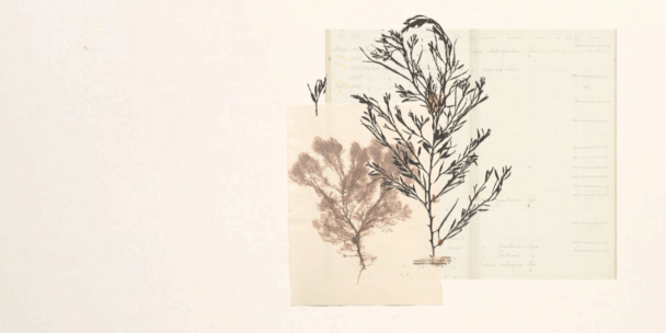 A minimalist collage featuring botanical specimens layered over old scientific documents. A delicate brown seaweed and a black ink drawing of a plant overlap pages of handwritten research, evoking themes of nature, memory, and archival practice.
