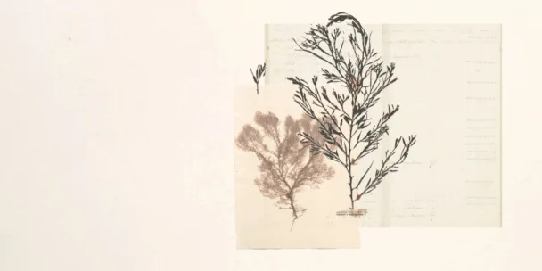 Un collage minimaliste où des spécimens botaniques se superposent à d'anciens documents scientifiques. Une algue brune délicate et un dessin à l'encre noire d'une plante se superposent à des pages de recherches manuscrites, évoquant les thèmes de la nature, de la mémoire et des pratiques archivistiques.